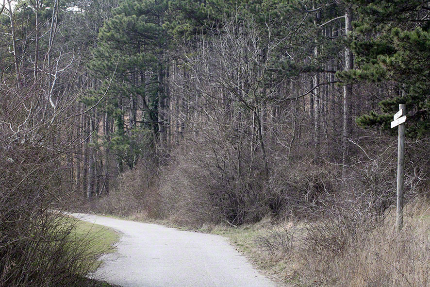 Perchtoldsdorfer Heide, Weg hinein in den Föhrenwald
