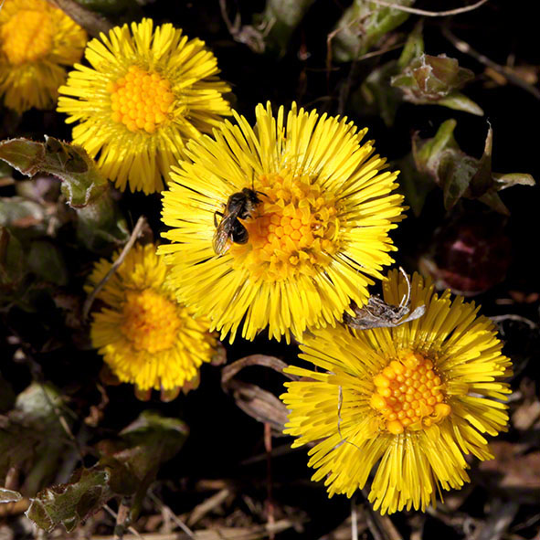Perchtoldsdorfer Heide, Huflattich