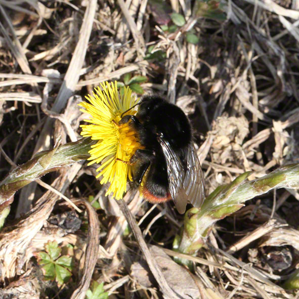 Perchtoldsdorfer Heide, Huflattich
