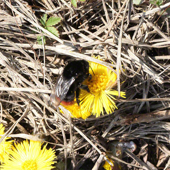 Perchtoldsdorfer Heide, Huflattich