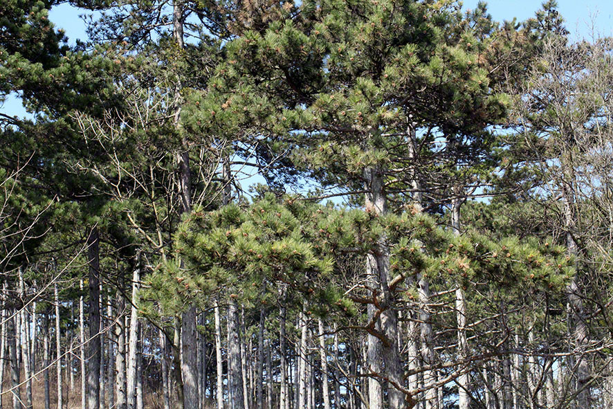Perchtoldsdorfer Heide, Föhren
