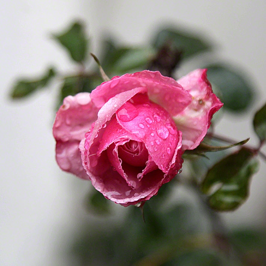 2018 Jänner Rose