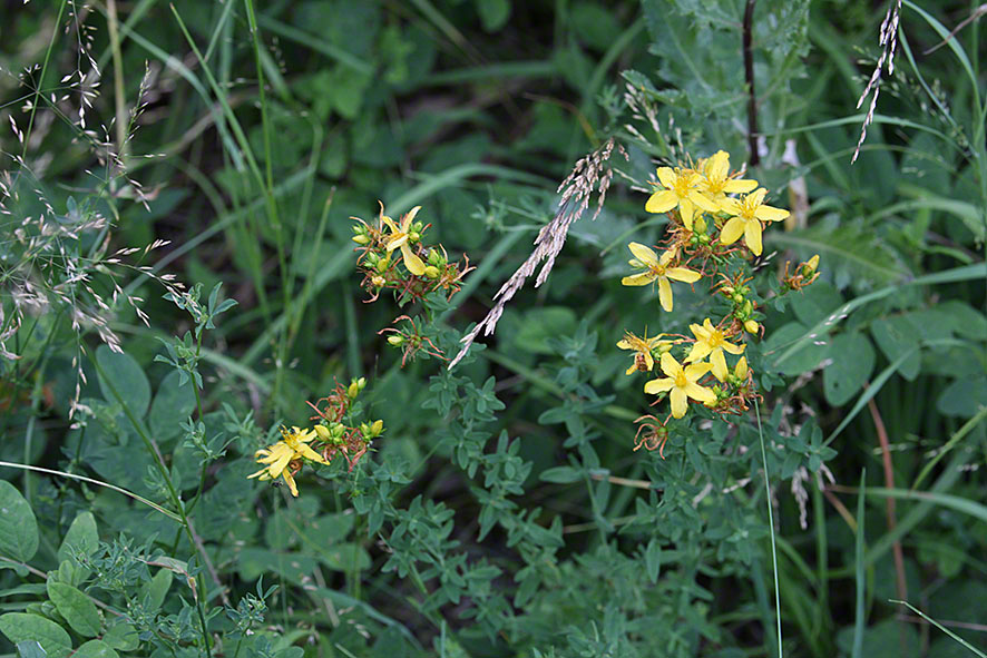 Johanniskraut - Hypericum perforatum