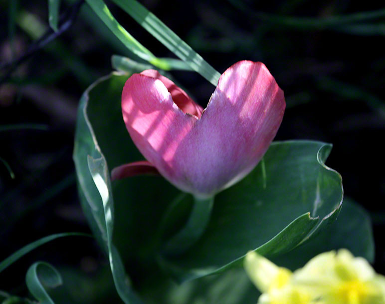 Blumenherz