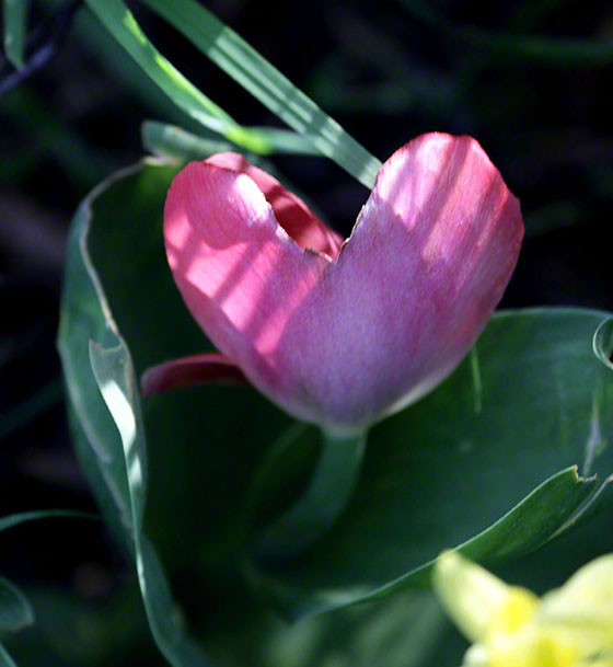 Blumenherz-klein