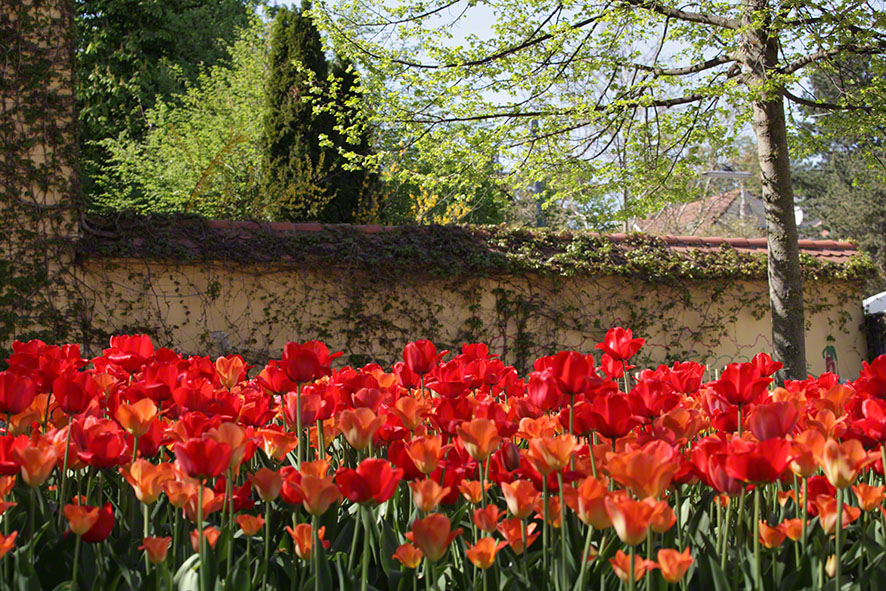 Tulpen