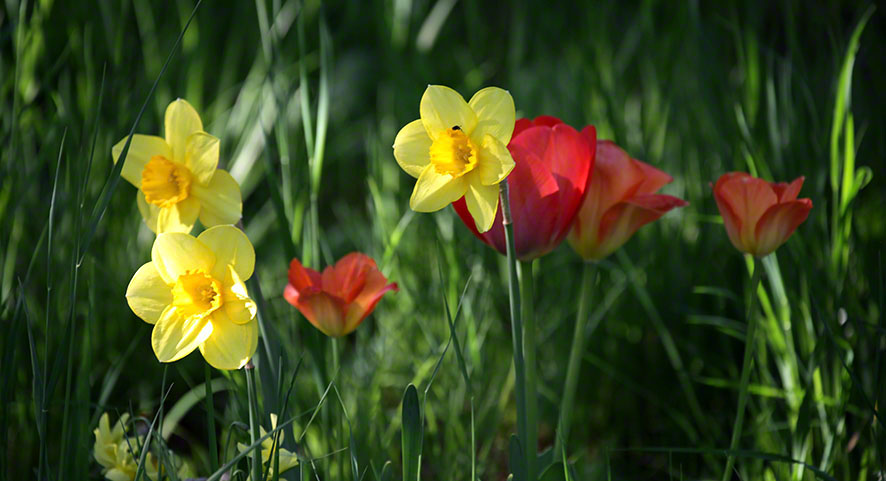 Tulpen, Narzissen