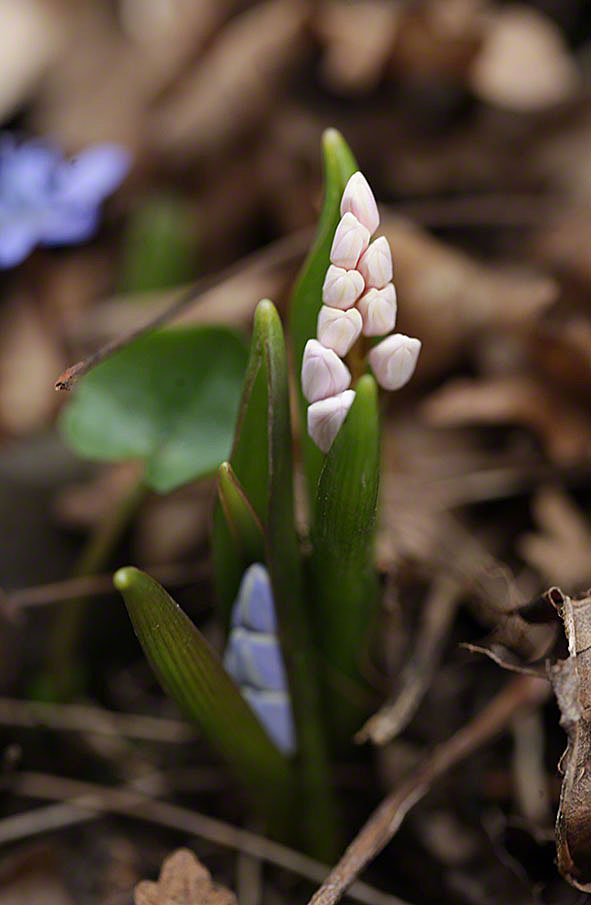 Wiener Blaustern