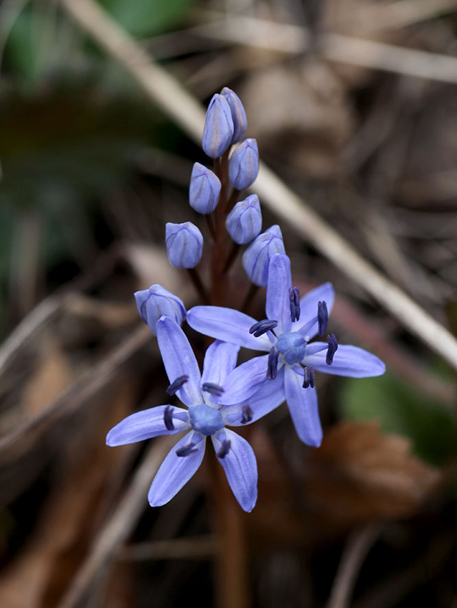Wiener Blaustern