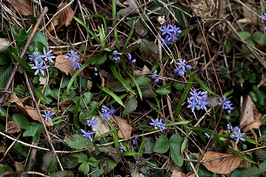 Wiener Blaustern