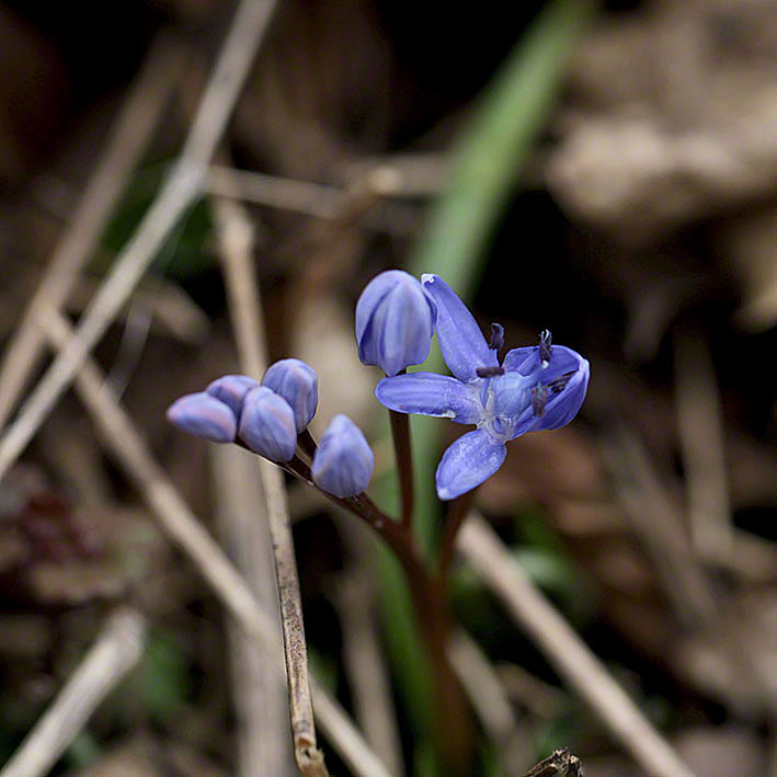 Wiener Blaustern