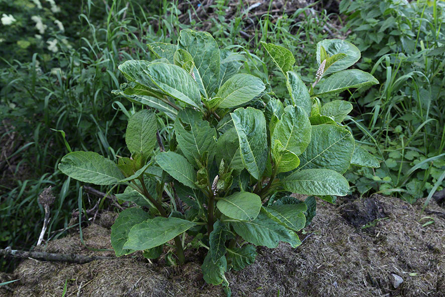 Kermesbeere (Phytolacca deandra)