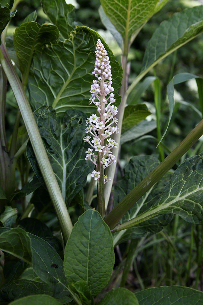 Kermesbeere - Phytolacca decandra