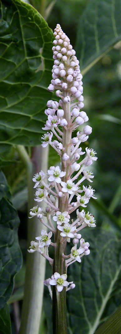 Kermesbeere - Phytolacca decandra