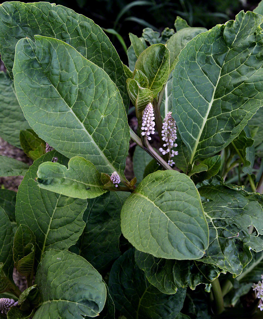 Kermesbeere - Phytolacca decandra