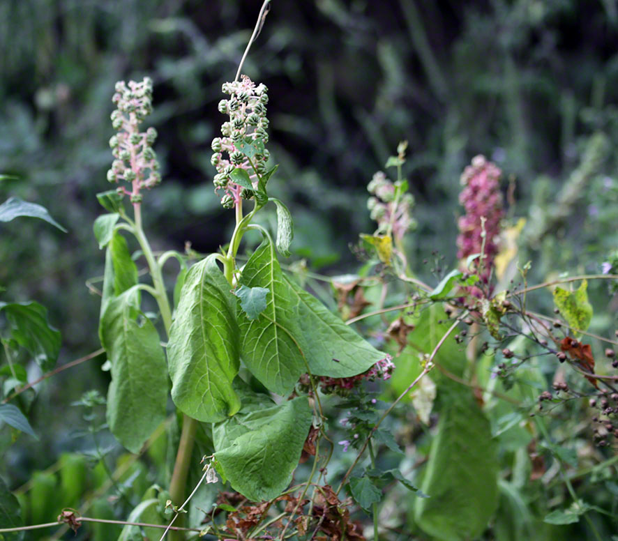 Kermesbeere - Phytolacca decandra