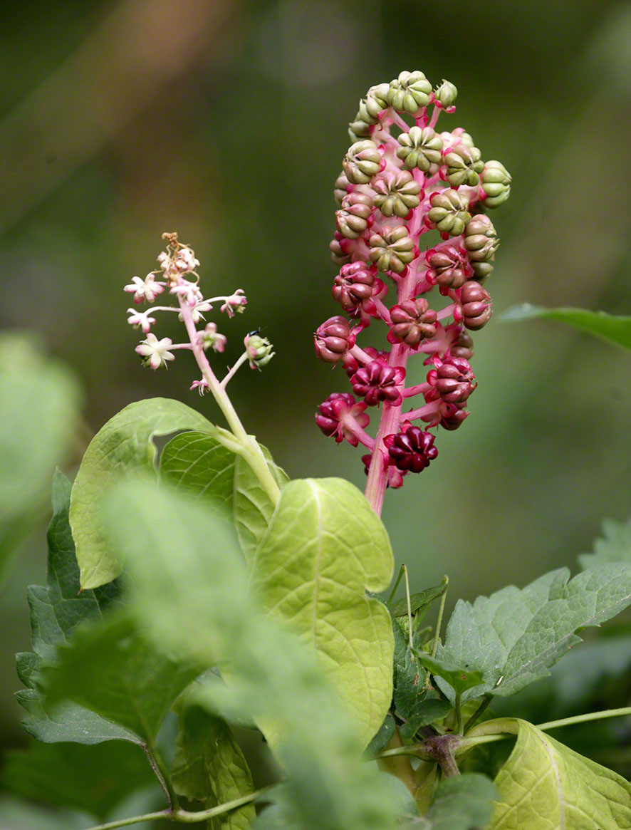 Kermesbeere - Phytolacca decandra