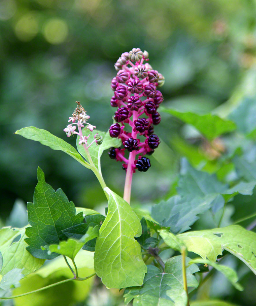 Kermesbeere - Phytolacca decandra