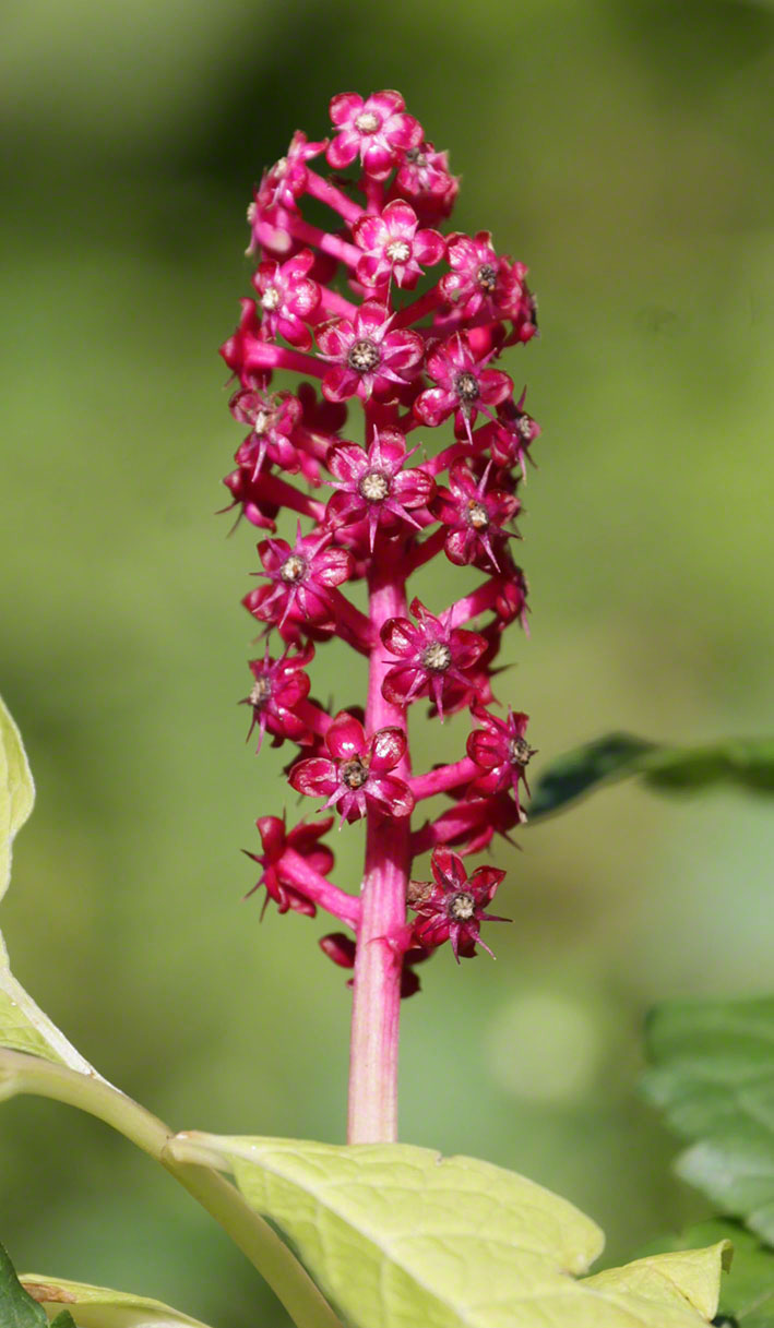 Kermesbeere - Phytolacca decandra
