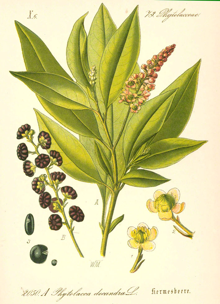 Kermesbeere - Phytolacca decandra, Schlechtendal