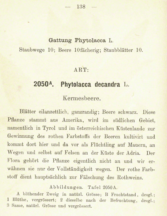 Kermesbeere - Phytolacca decandra, Schlechtendal
