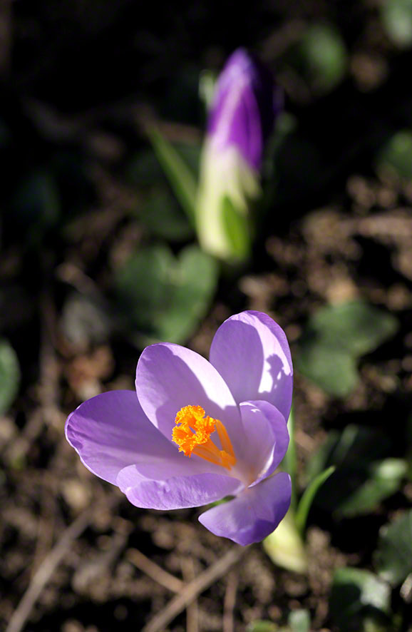 Krokus