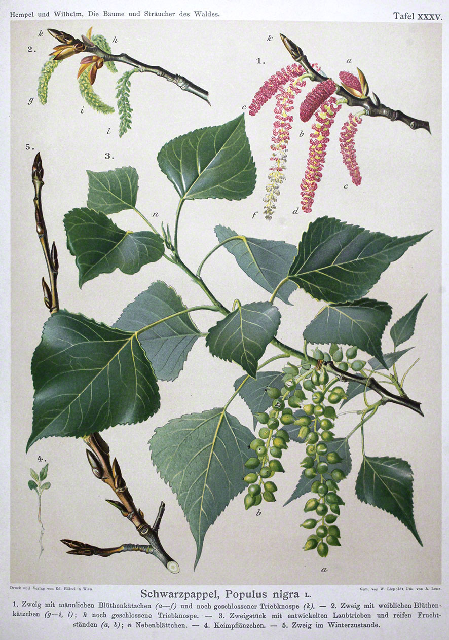 Schwarzpappel - Pupulus nigra