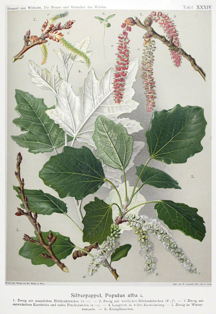 Silberpappel - Populus alba