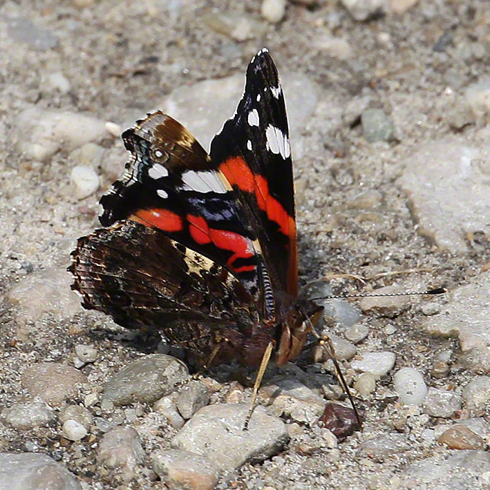 Vanessa Atalanta - Admiral