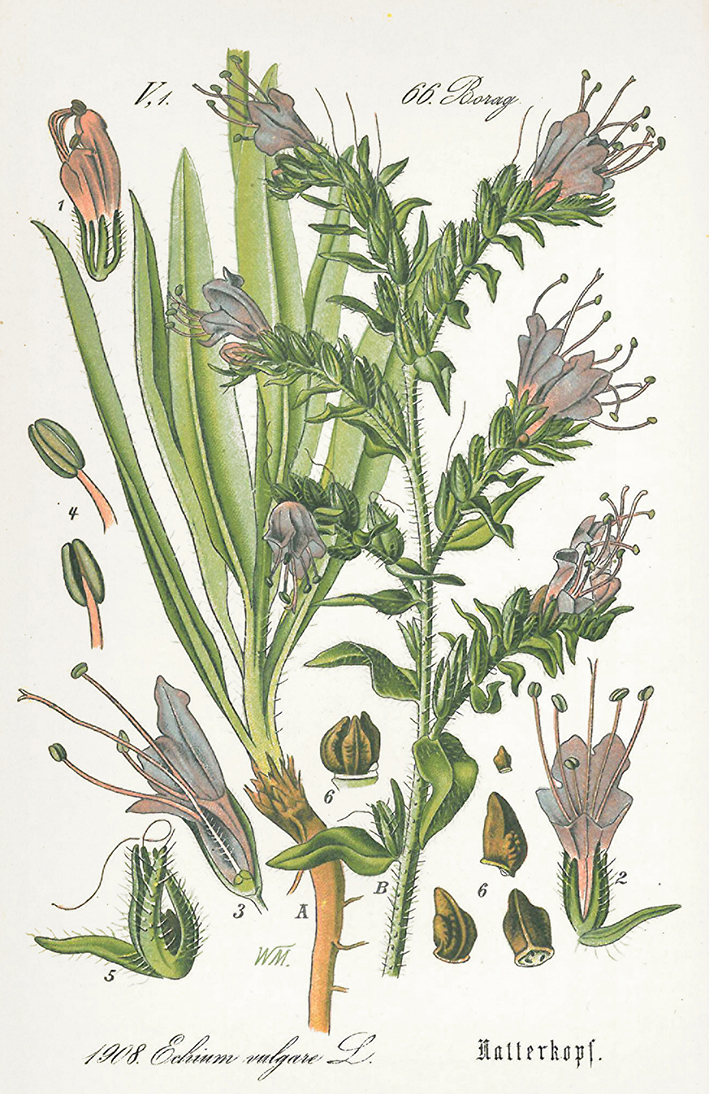 Gewöhnlicher Natternkopf - Echium vulgare