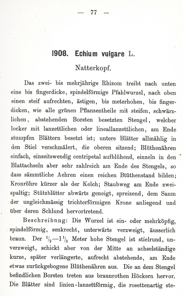 Gewöhnlicher Natternkopf - Echium vulgare