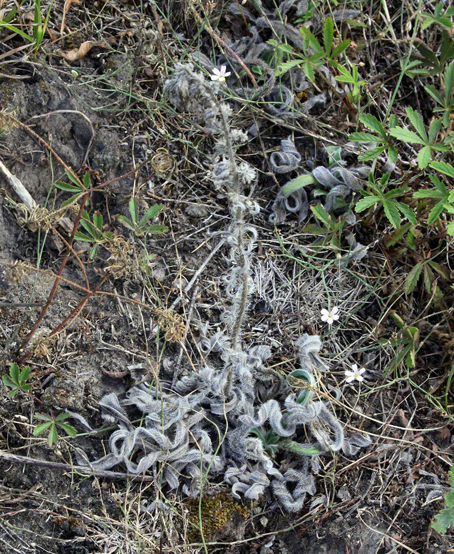 Gewöhnlicher Natternkopf - Echium vulgare