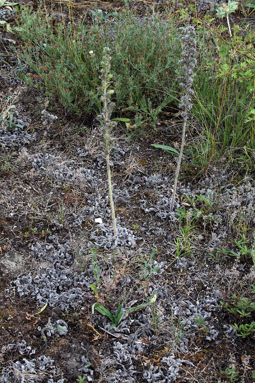 Gewöhnlicher Natternkopf - Echium vulgare