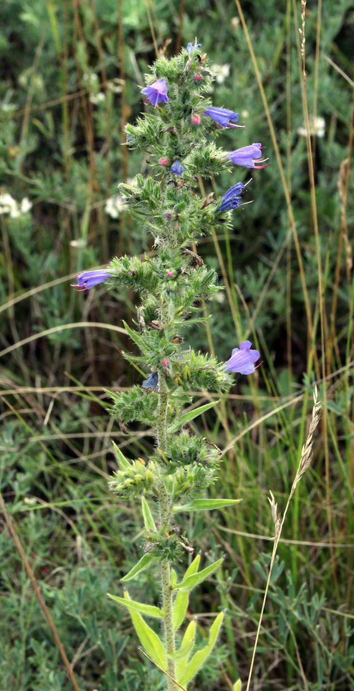 Gewöhnlicher Natternkopf - Echium vulgare