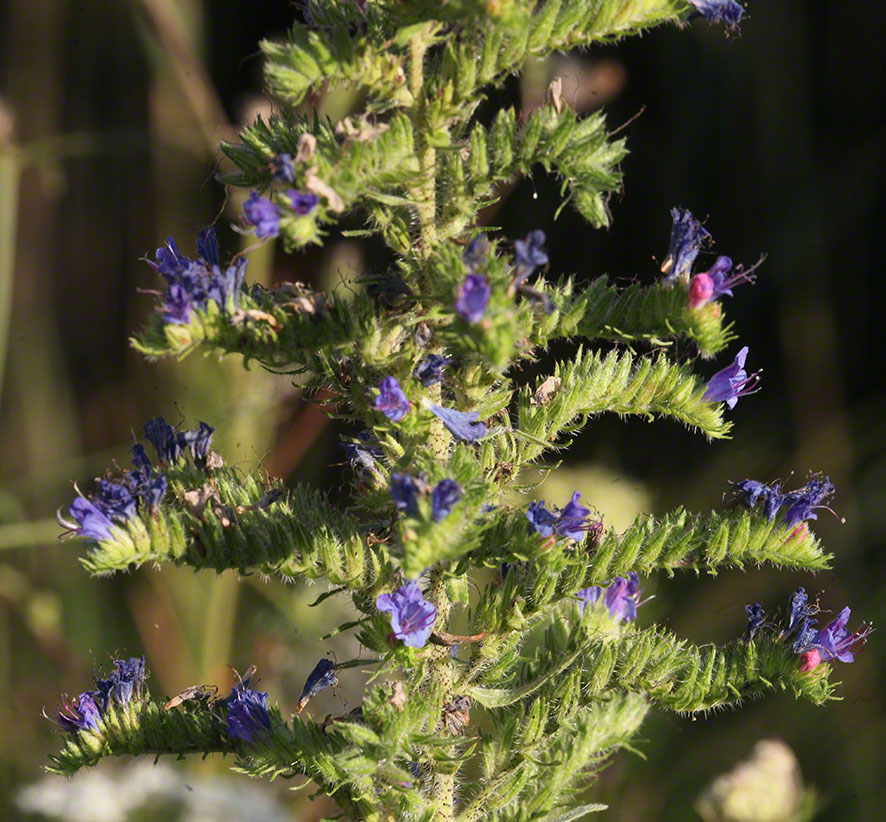 Gewöhnlicher Natternkopf - Echium vulgare
