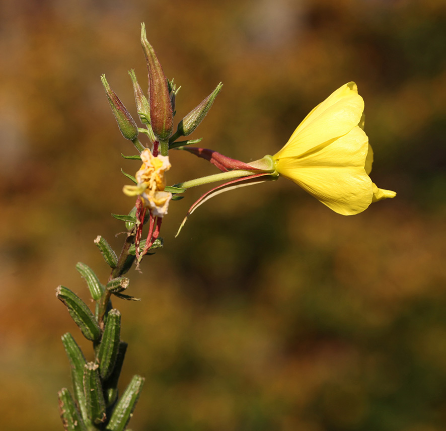 Nachtkerze - Oenothera
