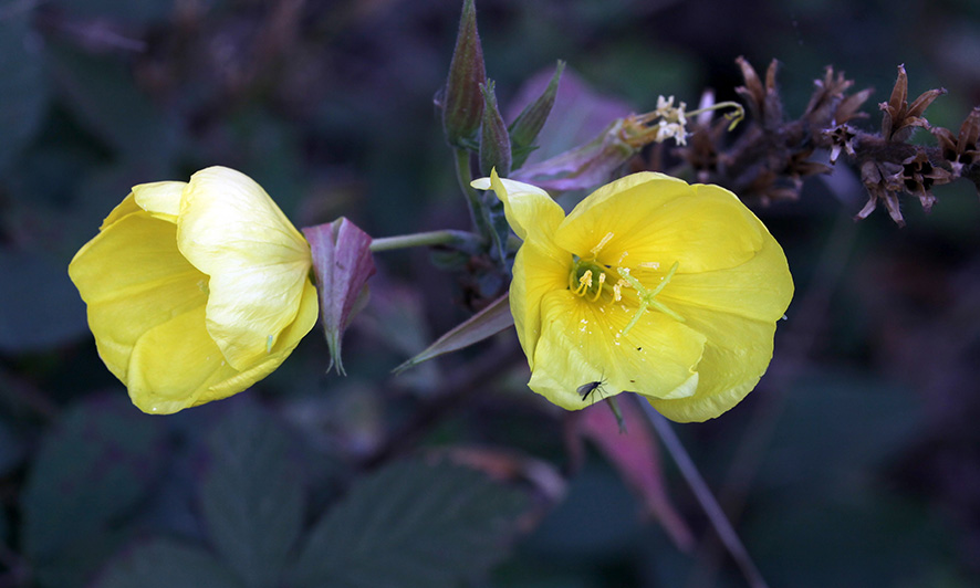 Nachtkerze - Oenothera
