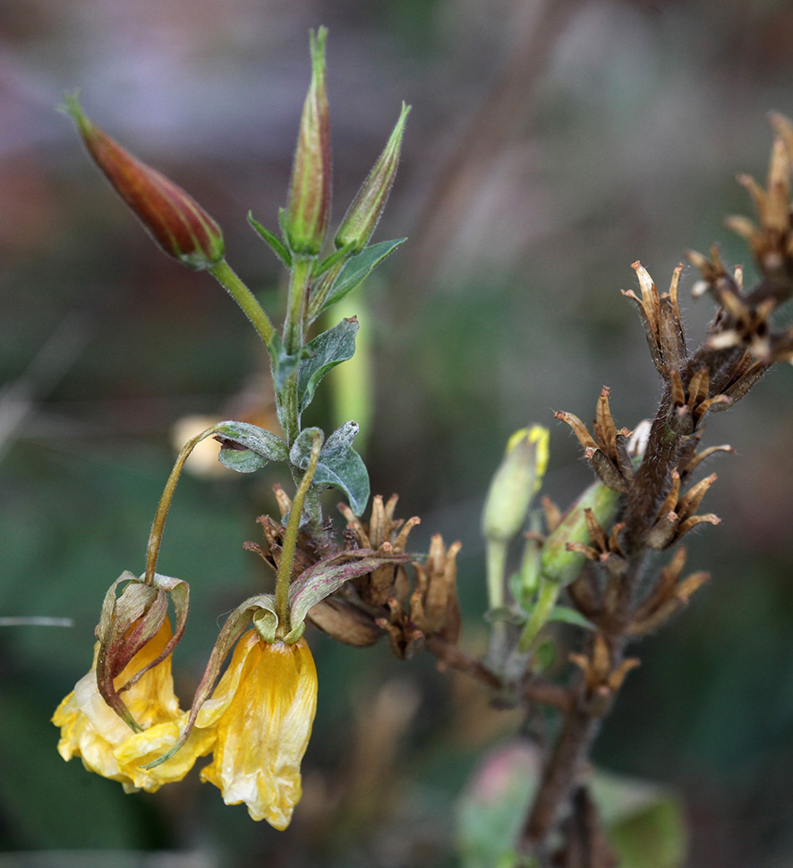 Nachtkerze - Oenothera