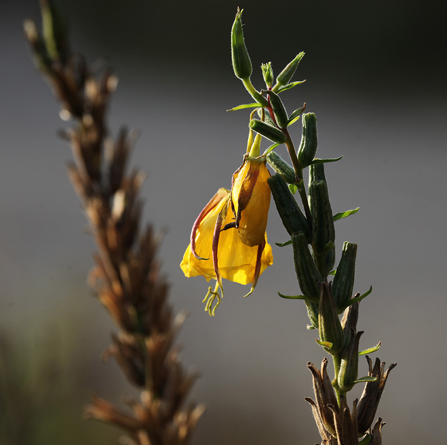 Nachtkerze - Oenothera