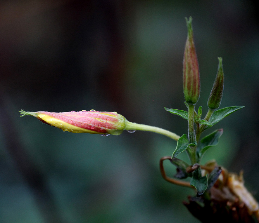 Nachtkerze - Oenothera