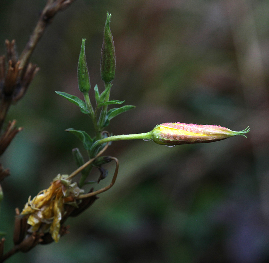 Nachtkerze - Oenothera