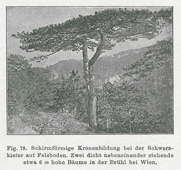 Schwarzkiefer