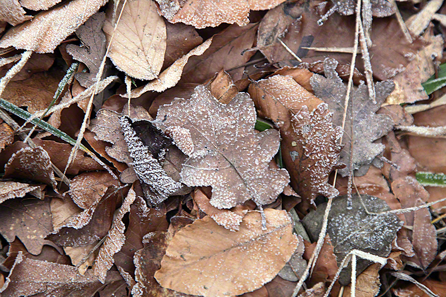 Rauhreif im Wienerwald