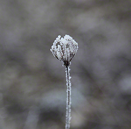 Rauhreif im Wienerwald