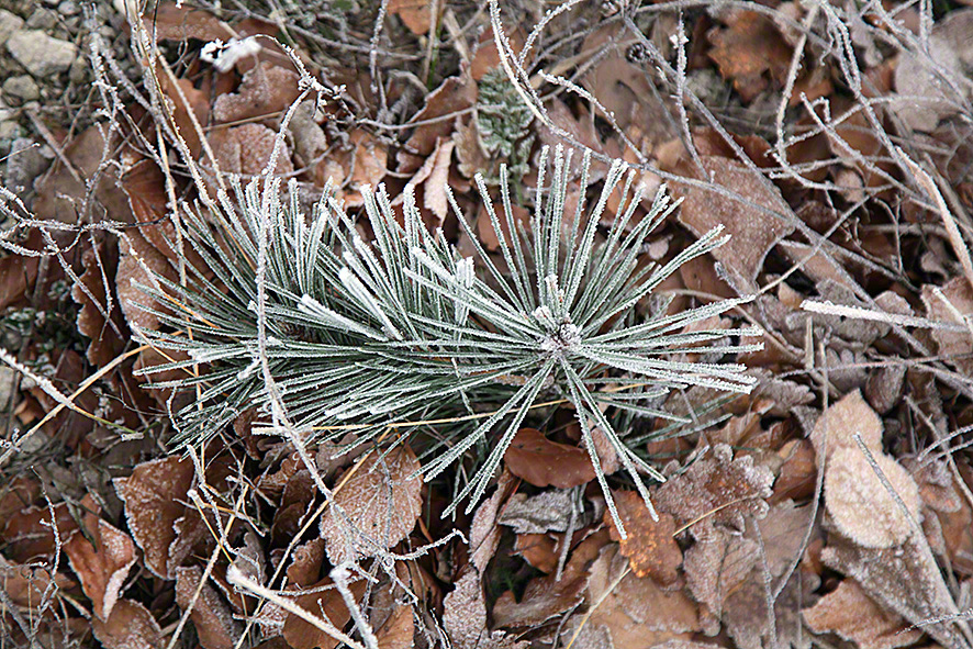 Rauhreif im Wienerwald