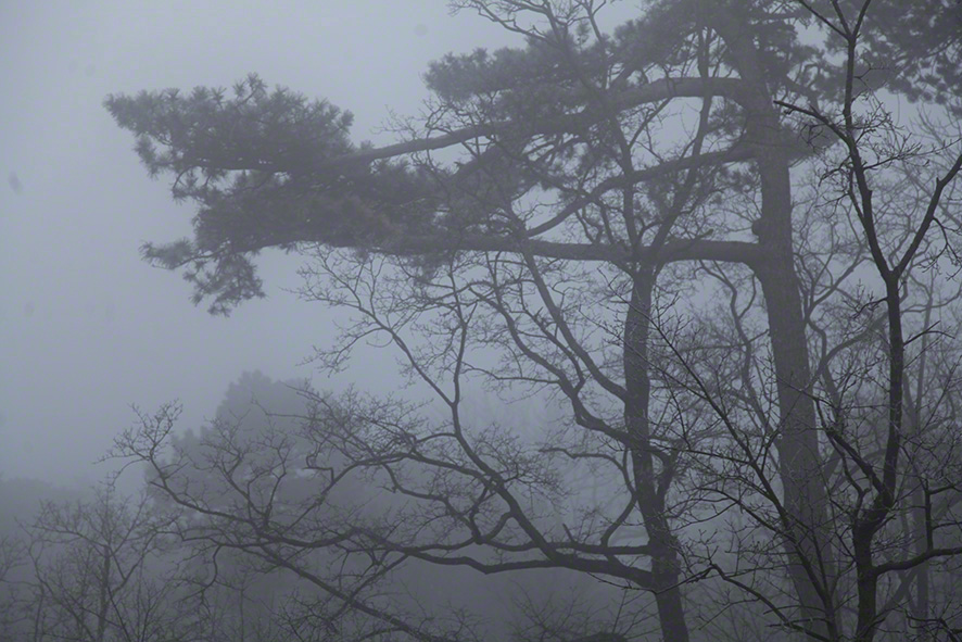 Rauhreif im Wienerwald