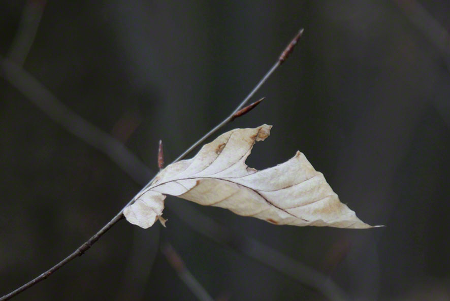 Blatt im Wienerwald Winter