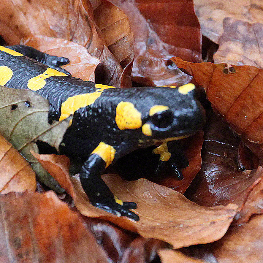 Feuersalamander (Salamandra salamandra salamandra)