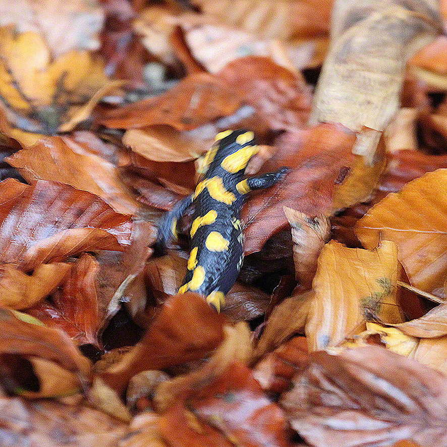 Feuersalamander (Salamdra salamandra salamandra)