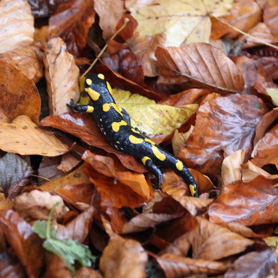 Feuersalamander (Salamdra salamandra salamandra)